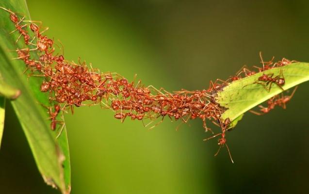 cara kerja keras koloni semut